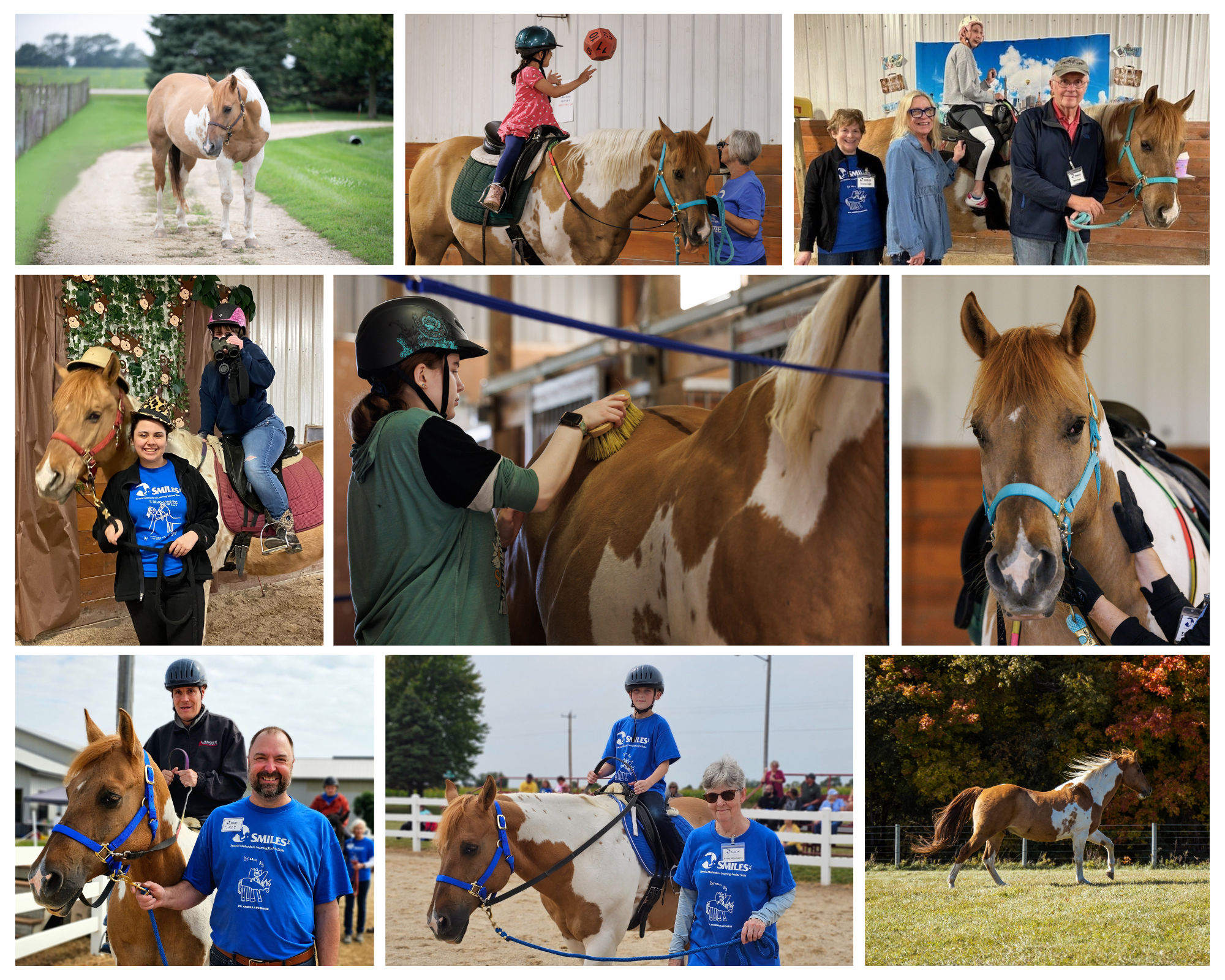 Website Horse Collage Photos (1)