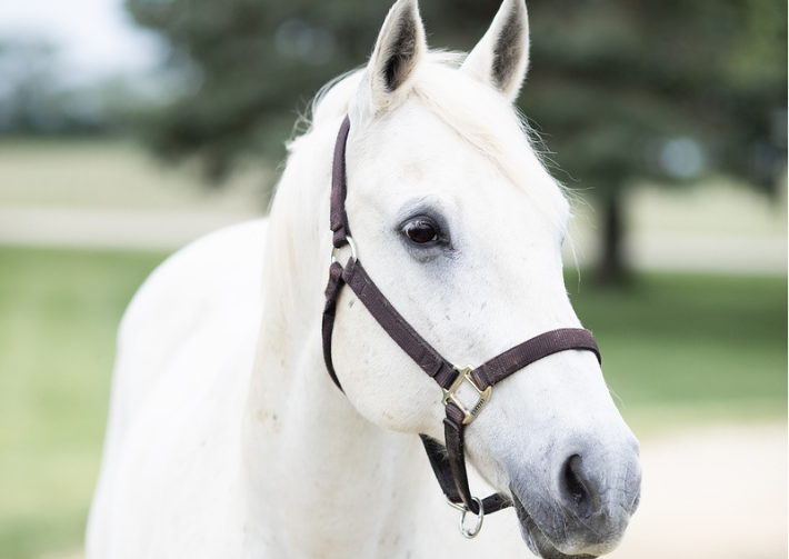 white horse