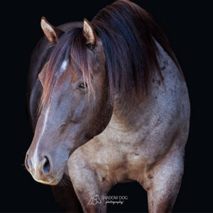 blackish brown horse