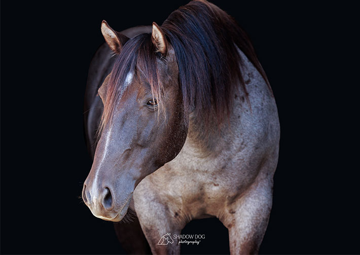 blackish brown horse