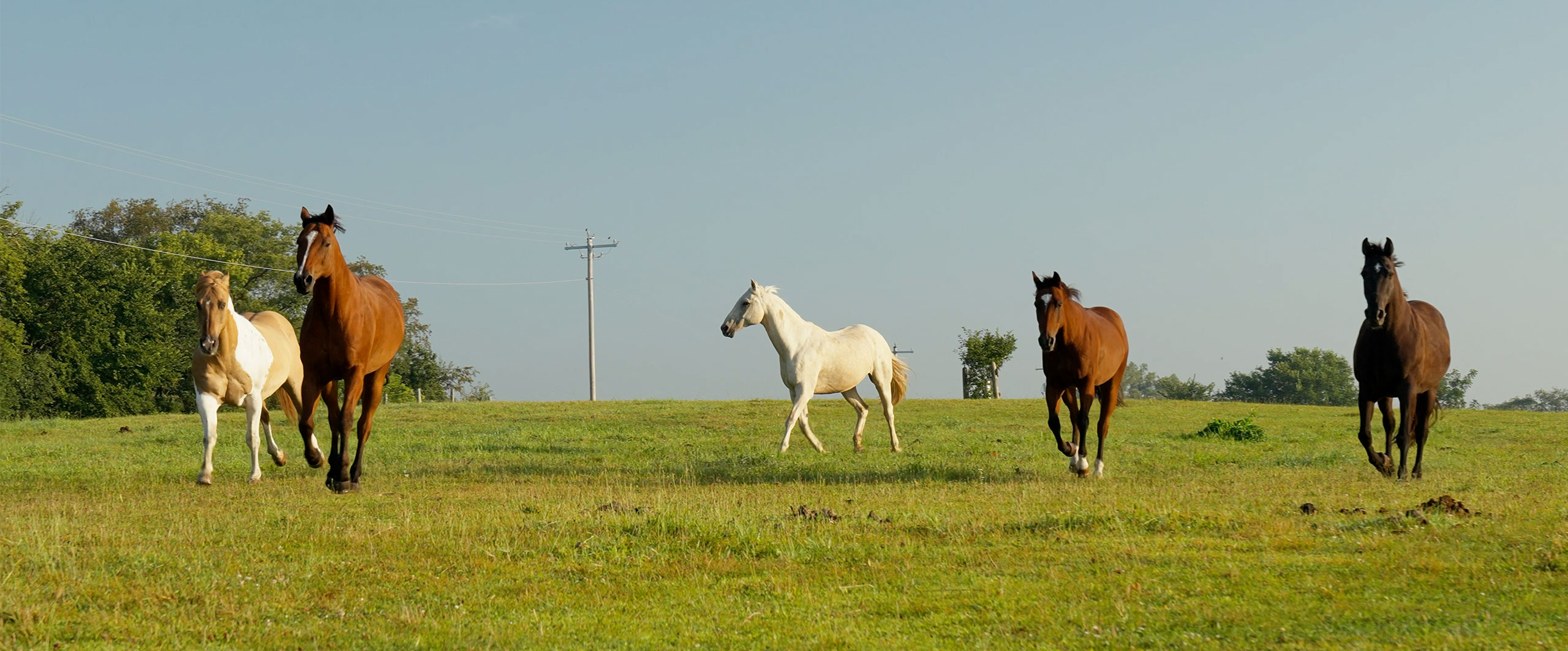 horses in a pasture