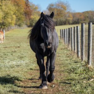 Valentine for Lincoln