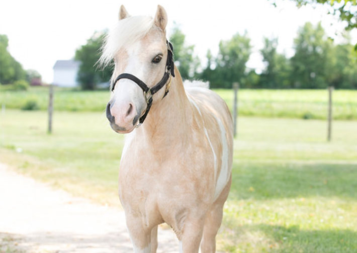 mini tan horse
