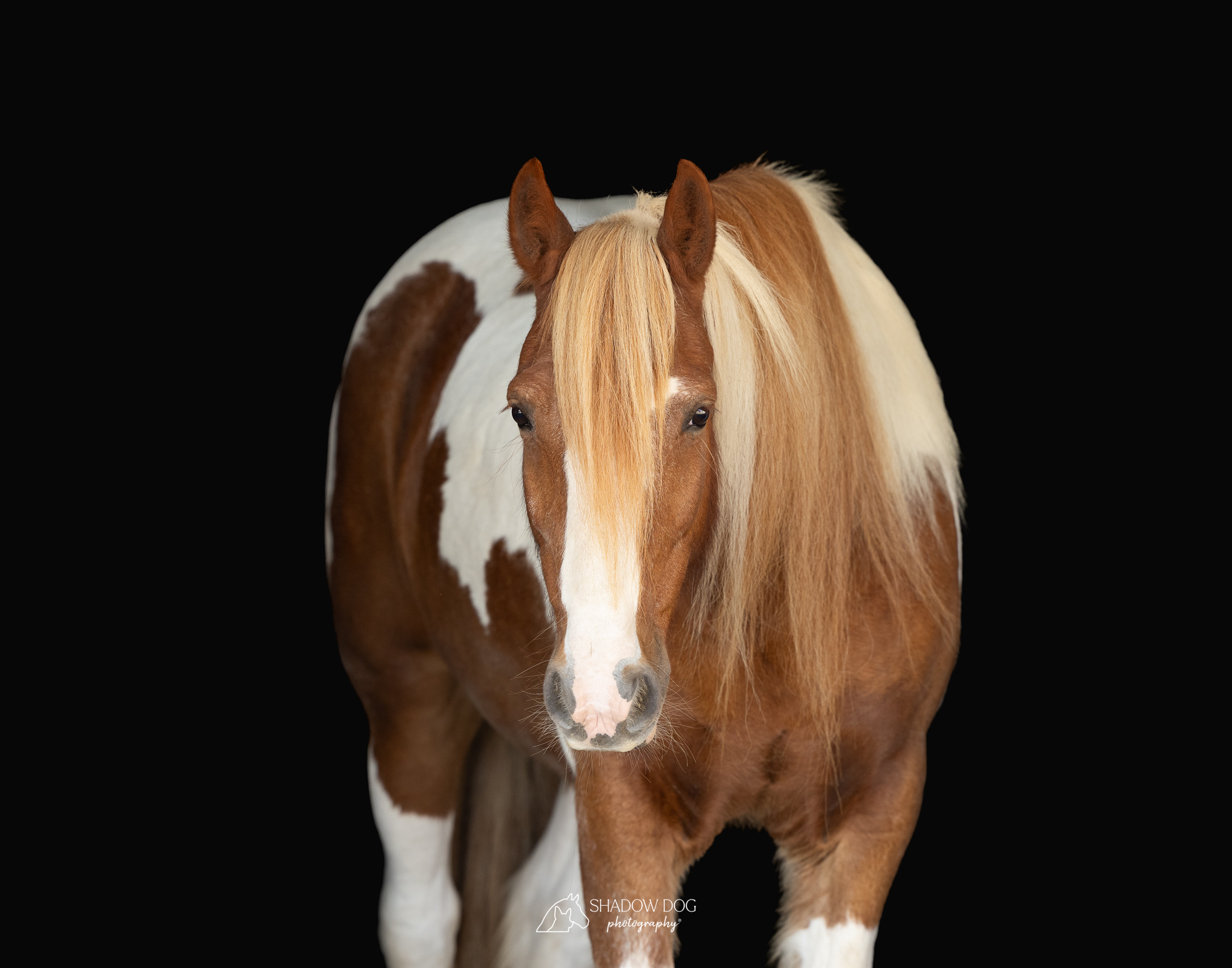 Equine Calendar Contest to benefit SMILES!