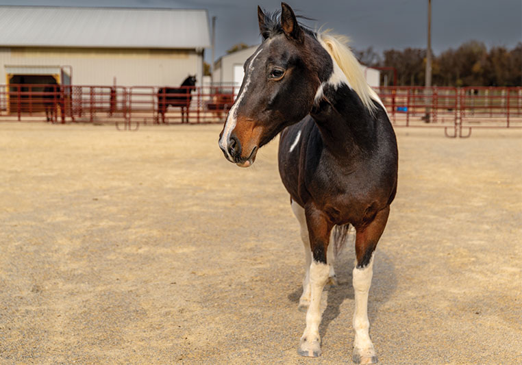 brown and white horse